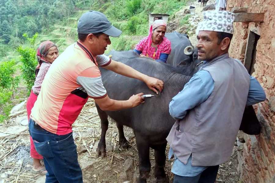 बैतडीमा फैलियो खोरेत रोग , पशुचौपायालाई भ्याक्सिन लगाइदै